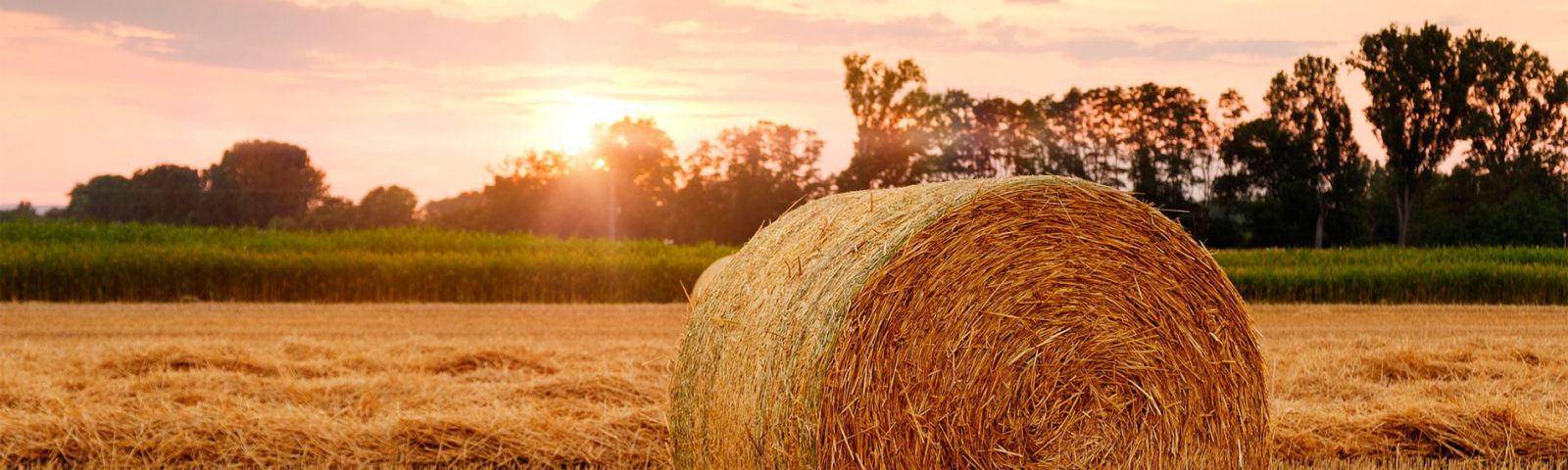 Venta de maquinaría agrícola y de jardinería en A Coruña